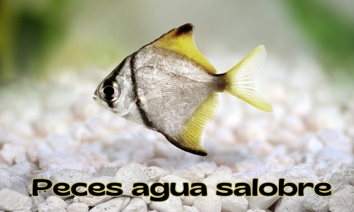 Peces para acuario de agua salobre